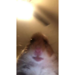 Beanical Beans