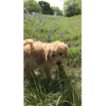 Biscuit poop poo