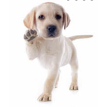 Doggie empire