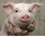 # THE PIGGY SQUAD