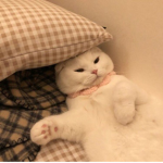 ひや