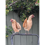 -Chickens United-