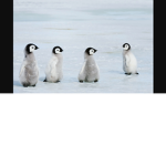 da cool Penguins
