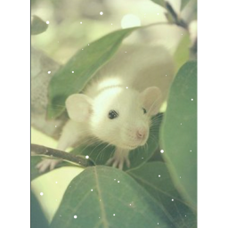 🐀Rat Run !-🐀