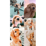 The Puppies crew