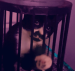 my cat is cutie club