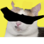 Cool_cat_yt