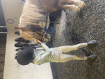 C&E Lilac EVENTING