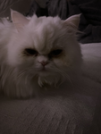 Katze Aydin