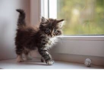 Kitty Playz!!