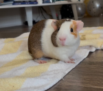 Cheese's Friends