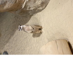 The meerkat family!