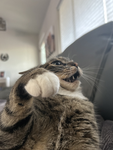 Chewyroo