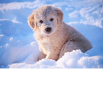 snow pup