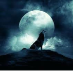 alone wolf [Just Boy]