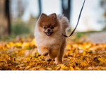Puppy puppy puppy puppy dog
