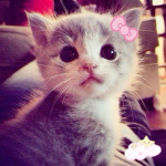 Kawaii_cookie