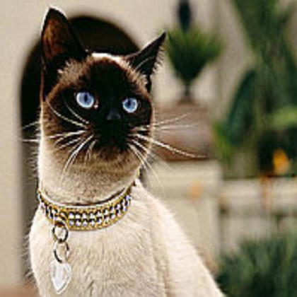 Siamese Cat Roblox decal