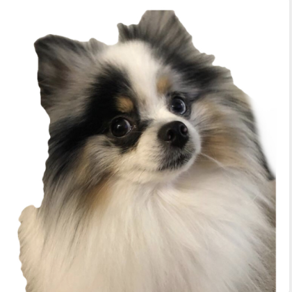 Dog Roblox decal