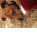The pupper’s