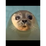 the seal family !