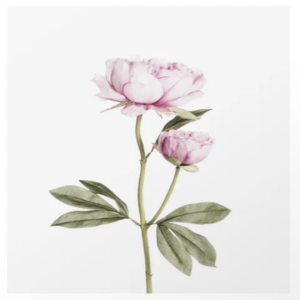 pastel peony Roblox decal
