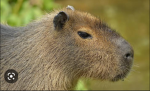 el capybara y sus amigos