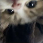 HelloHelloHelloa