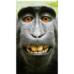 Military monkey