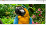 birbs group