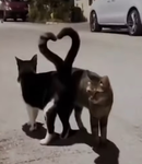 Cat Club 2
