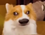 Goofy doggos