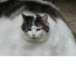 Cat gang dog gang
