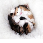 _Kitty Cat Club_
