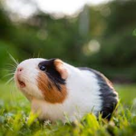 Molly the guinea pig