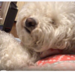 MiNi iS My DoG