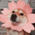 83kmia followers