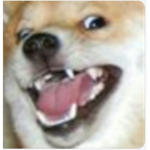 the team doges