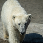 Polar Bear Club!!