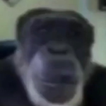 Planet Apes
