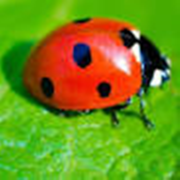 Figure library escape [Update!