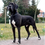 Shadow the lovely dog