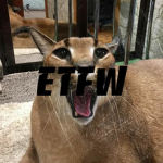ETFW Official