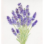 *- Lavender Grove -*