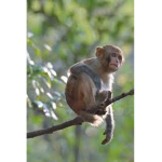 Monkey Mania!!!