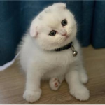 MiaTheMiyav