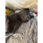 Myka_moo.moo