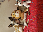 I love my Amina (dog)