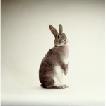 BunnyRabbit~