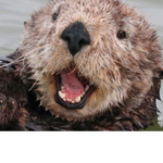 OTTER FOR LIFE